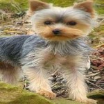 image of animal