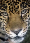 image of jaguar_car