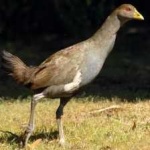 image of bird