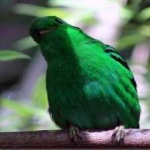 image of bird