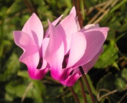 image of flower