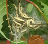 image of animal