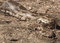 image of rock_python