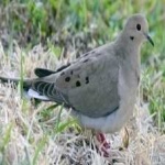 image of bird