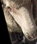 image of animal