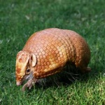 image of armadillo