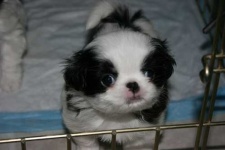 image of animal