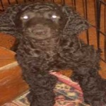 image of irish_spaniel #1