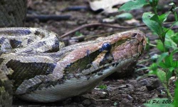 image of rock_python