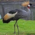image of bird