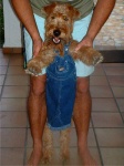 image of irish_terrier