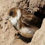 image of bird