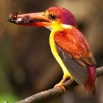 image of rufous_kingfisher #24
