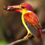 image of bird