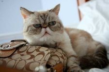image of animal