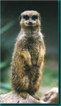 image of meerkat