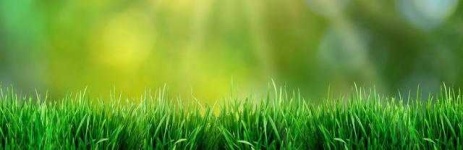 image of grass