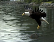 image of bald_eagle