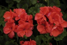 image of flower