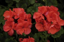 image of geranium #19