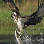 image of bird