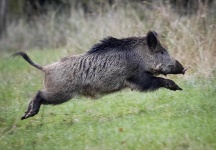 image of boar #15