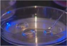 image of petri_dish