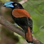 image of bird