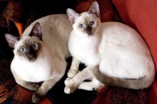 image of siamese_cat #29