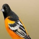 image of bird
