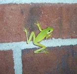 image of tree_frog #14