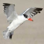 image of bird
