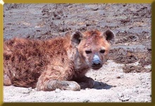 image of hyena