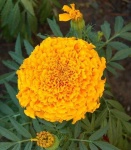 image of flower