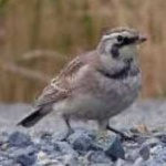 image of bird