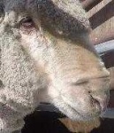 image of animal