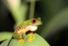 image of animal