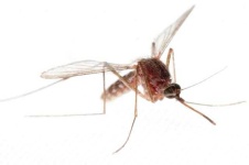 image of mosquito