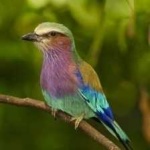 image of bird