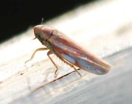 image of leafhopper