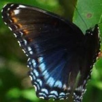 image of animal