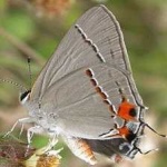 image of animal