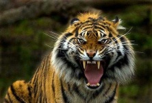 image of animal
