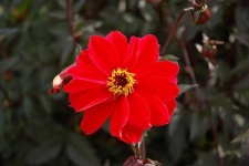 image of flower