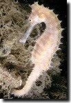 image of sea_horse