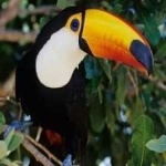 image of bird