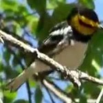image of bird