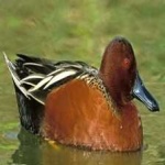 image of bird