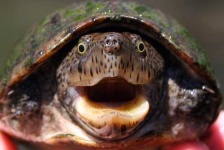 image of loggerhead