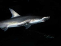 image of hammerhead